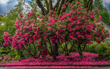 Red Rhododendrons blooming in Salem Oregon.  Ground covered with blossoms