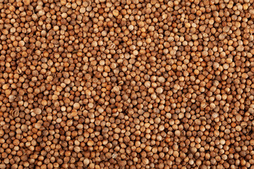 Dried coriander seeds, close-up. Savoury spice. Food background, Design element