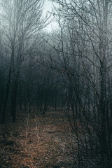 Fototapeta na wymiar abandoned park and path in the fog in late autumn