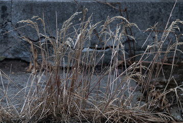 Dry grass on a gray background