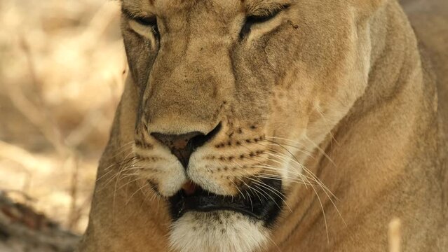 Close-up of the muzzle of a lioness to which flying insects stick: a wasp flies right into the nose, gadflies and flies crawl into the eyes. Lioness troubles in Africa wild