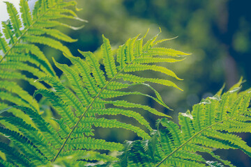 Selective focus of fern with green and yellow leaves, Fern is a member of a group of vascular...