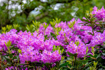 Selective focus of Rhododendron (Ericaceae) full bloom on the tree in garden, Branches of purple flowers are blossom in the park, A shrub or small tree of the heath family, Nature floral background.