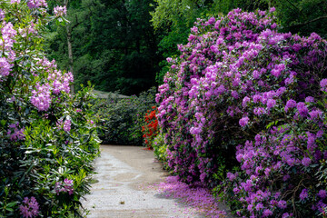 Selective focus of Rhododendron (Ericaceae) full bloom on the tree, Branches of purple flowers in the park with walk way, A shrub or small tree of the heath family, Nature floral background.