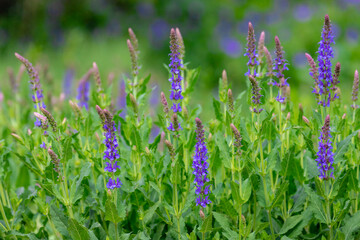 Selective focus purple flowers of Salvia nemorosa full blooming in the garden, The woodland sage or Balkan clary is a hardy herbaceous perennial plant, Nature floral pattern background.