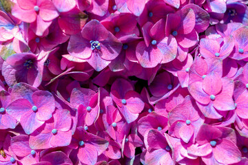 Close up of purple Hydrangea common names hortensia with selective focus, Bushes of colourful red pink flowers in the garden, Ornamental flower background, Nature floral pattern texture.