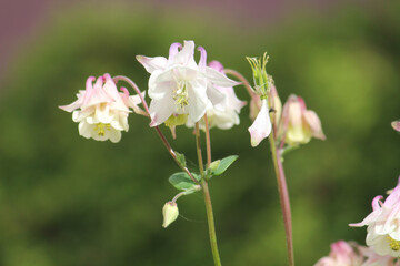 Flowering common columbine (Aquilegia vulgaris) plant with white flowers in garden