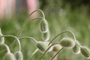 Green buds of Oriental poppy (Papaver orientale) close-up in garden