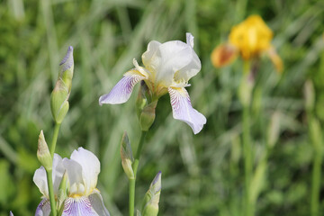White-purple iris flower close-up in summer garden
