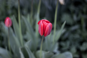 Red tulip in a garden flowerbed