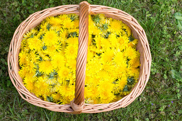 Wicker basket full of dandelions on the lawn