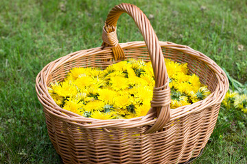 Wicker basket full of dandelions on the lawn