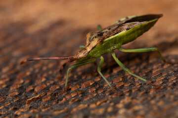 Heteroptera bug close detail image