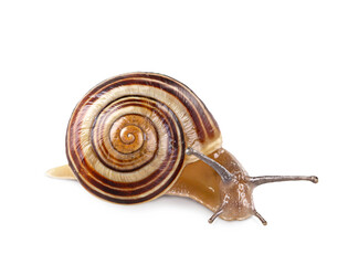Garden banded snail © Elena Schweitzer