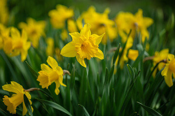 Obraz premium Yellow daffodils bloom in the park. Selective focus, shallow depth of field
