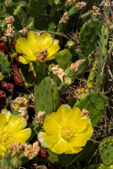 Remarkable green cactus with yellow flowers, called prickly pear, in full bloom in June.