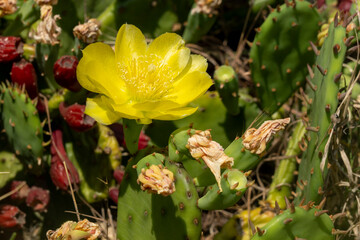 Remarkable green cactus with yellow flowers, called prickly pear, in full bloom in June.