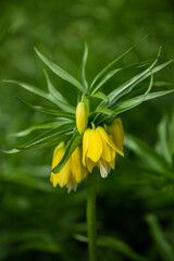 Fritillaria Imperialis is yellow, blooming in the garden. Selective focus, shallow depth of field.