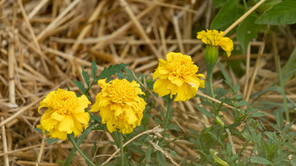 Yellow marigold flowers, in the vegetable garden, in June, companion plant, close-up