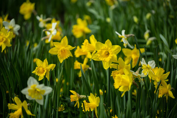 Obraz premium Yellow daffodils bloom in the park. Selective focus, shallow depth of field