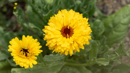 Yellow marigold flowers, in the vegetable garden, in June, companion plant, close-up