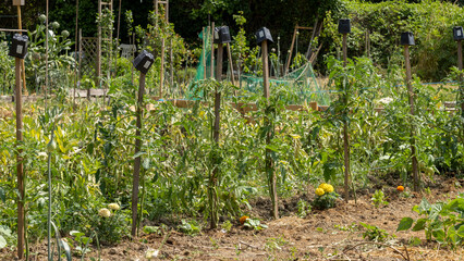 Fototapeta na wymiar Plantations of tomatoes lined up, each hanging from a stake, topped with an upturned flower pot, marigold flowers at the foot of each plant, in the vegetable garden, early June
