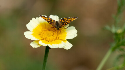 Black and orange butterfly, called, "checkerboard athalie" on an edible chrysanthemum flower, in early June
