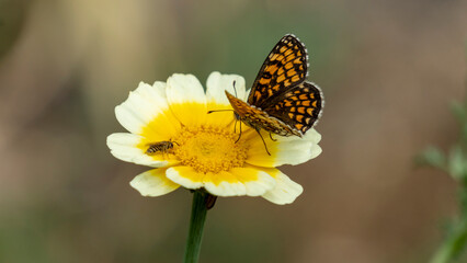 Obraz na płótnie Canvas Black and orange butterfly, called “checkerboard athalie” browsing an edible chrysanthemum flower, and small wasp, early June