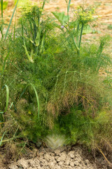 Ripening fennel plants in the vegetable garden in June