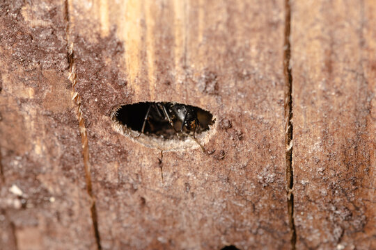 Black garden ant or common black ant
