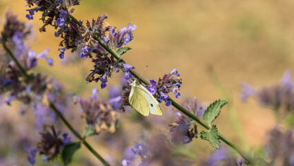 Pretty white butterfly with a black dot, called cabbage butterfly, seeking nectar on a blue flowering plant, in the vegetable garden, in June