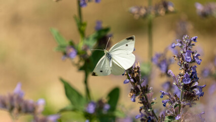 Pretty white butterfly with a black dot, called cabbage butterfly, seeking nectar on a blue flowering plant, in the vegetable garden, in June