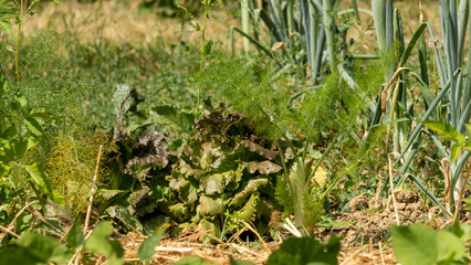 Salads and other plantings, in the vegetable garden, early June