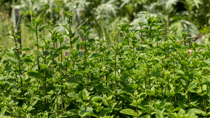 Fototapeta na wymiar Close up of leafy mint plants in June in the vegetable garden