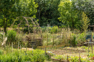 Vegetable garden at the beginning of June, wooden arches and varied vegetation, some plants...