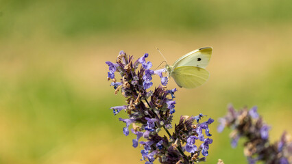 Pretty white butterfly with a black dot, called cabbage butterfly, seeking nectar on a blue flowering plant, in the vegetable garden, in June