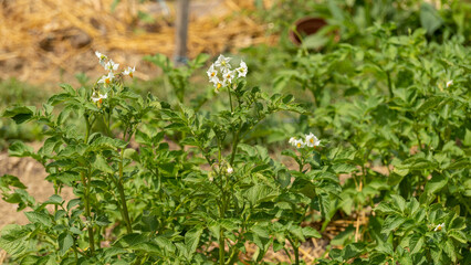 Flowering tomato plants at the beginning of June, in the vegetable garden