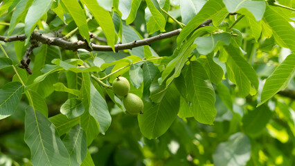 Close-up in the orchard, in June, on a fruiting Walnut tree