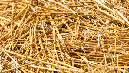 Close-up of dried straw to protect crops from drought, in vegetable garden