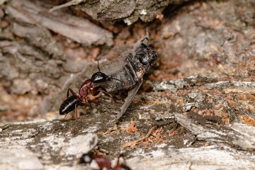 Black garden ant or common black ant