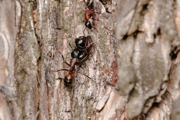 Black garden ant or common black ant