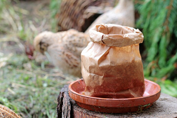 Portrait of laying quail in suitable habitat,