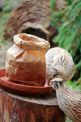 Portrait of laying quail in suitable habitat,