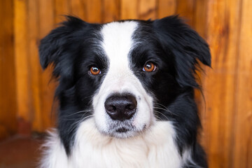 Funny portrait of puppy dog border collie indoors. Cute pet dog resting playing at home. Pet animal life concept