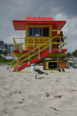 Birds / South Beach - Miami