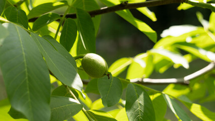 Fototapeta premium Close-up in the orchard, in June, on a fruiting Walnut tree