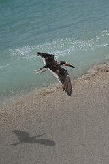 Birds / South Beach - Miami