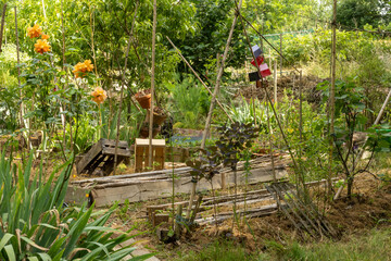 Vegetable orchard, adorned with an orange rosebush, bamboo stakes, beautifully arranged earthen pots and crates to protect the crops, in June