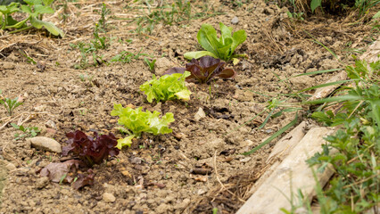 Ripening green and red lettuce salads, in the vegetable garden, in June.