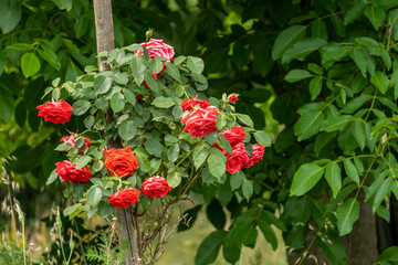 Magnificent red shrub rose, in June, in the middle of the garden